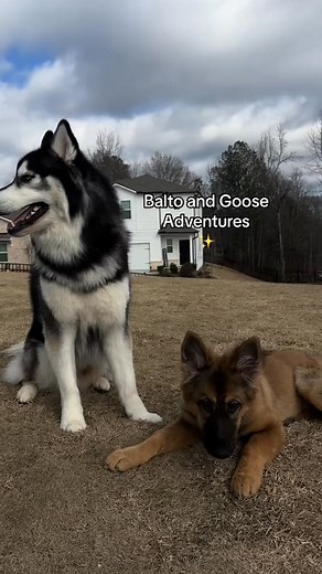 luv bugs #germanshepherd #balto #cute #germanshepherdpuppy #puppydog #huskysiberiano #goose #bark #fypシ #gsd #germanshepherdsoftiktok #fyp #husky #huskylife #puppytiktok #puppylove #puppycheck #puppy | Goose The Shephard