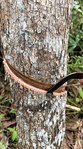 New rubber #katappers #tapping #contentmonetizationinvitation #trendingvideo #everyone #highlights Part 4 | Neo Ugay