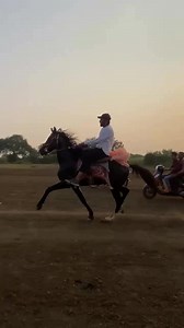 26K views · 1.1K reactions | Black  #sindhi #stallion #horse #speed #jalwa #rewalchalrace #horselovers | Kutch Horse Race | Facebook