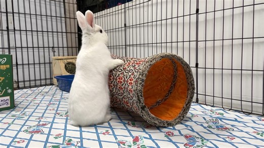 Iris plays hard during exercise time -- a gorgeous blue-eyed girl who, after she gets acquainted, will give kisses as she flops next to you. | SaveABunny