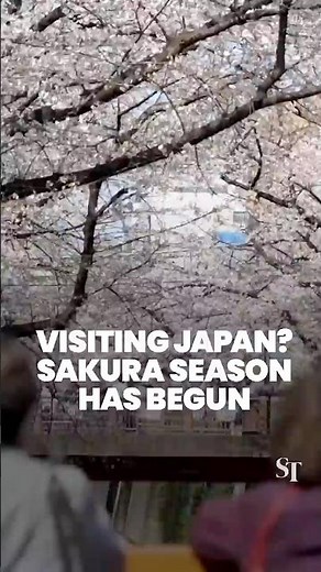 Flower power! Sakura season has begun