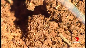 1K views | 16 years after fire ants arrived in Queensland, efforts to...