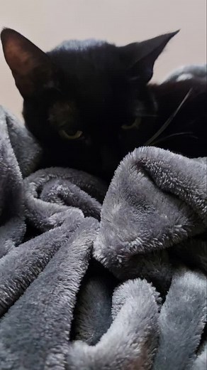 Lluvia? Frío?... #gatosnegrosdeinstgra #blackcatslover #blackcatsofinstagram #blackcatsmatter #gatosnegrosdanbuenasuerte | Elio Marchi