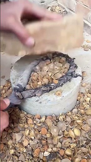 Clever shelling process of almonds