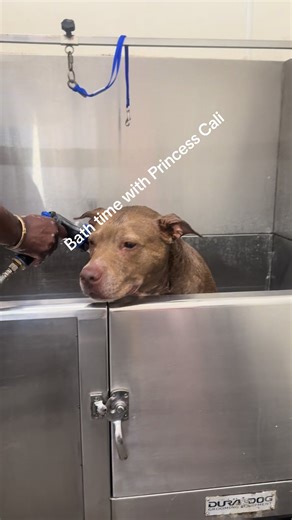 Jamaican Girl Kitchen on TikTok