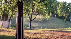 For Sale Gypsy Vanner GVHS Registered, 4 m. old colt RNG Jett Dam: GG Kiss Me Kate Sire: SD Hercules Message for details or call 580-220-8837 | Horse Vanner Club