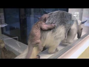 The Cincinnati Zoo has chosen a name for new baby Tamandua: "Mani"