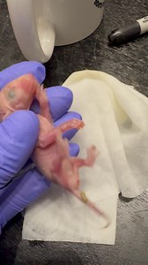 Big deal!! Our tiniest opossum patients now have solid poop. 🥳🥳🥳🥳🥳🥳🥳🥳🥳🥳🥳🥳 #ntxwcpoopupdates | North Texas Wildlife Center
