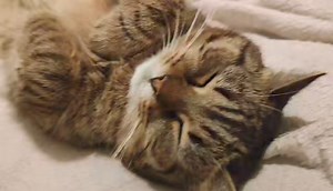 Pepunia się pochorowała :( Infekcja górnych dróg oddechowych. Słabo z apetytem i nastrojem. Mamy nadzieję że szybko dojdzie do siebie. | Fundacja Psy Ulicy