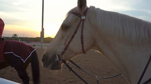 How pretty is PALMERA, our palomino track pony?! | RacingDubai
