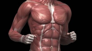 Бегущий мускулистый человек с видимыми мышцами: стоковое видео (без лицензионных платежей), 13064108 | Shutterstock