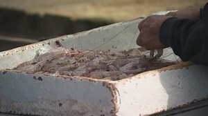 Most Galveston restaurants serve foreign shrimp despite Gulf claims