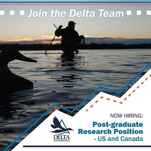 Delta Waterfowl Foundation is hiring a Post-Graduate Research Position. If you think you're the ideal candidate for this position, follow the link to learn how to apply! #DeltaWaterfowl #NowHiring #LetsTalkDucks https://deltawaterfowl.org/post-graduate-research-position/ | Delta Waterfowl Foundation