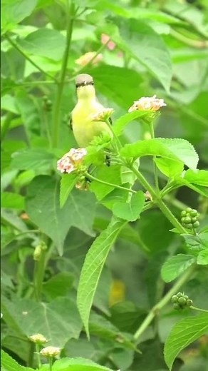 Hummingbird of India 🇮🇳 #Hummingbird #viralshort