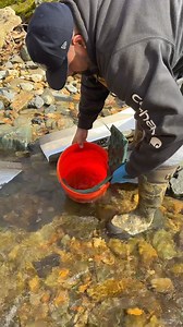 10K views · 133 reactions | Virginia Gold Prospecting With Sluice Box #gold #emas #goldpanning #goldprospecting #goldprospector #goldfever #goldrush #treasure #treasurehunt #treasurehunter #oro #goldnugget #goldnuggets #goldmining #goldminer #goldmine #geology #minerals #gemstones #bedrockminecraft | FishnGold | Facebook