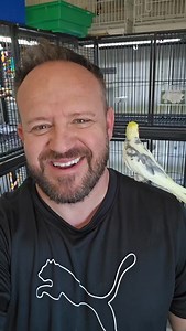 Adopt Toby! The Cockatiel Consider donating at Paradiseparrotrescue.org 520-288-6310 #fyp #viralvideo #birds #adopt #parrot #foryourpages #adoptdontshop | Paradise Parrot Rescue