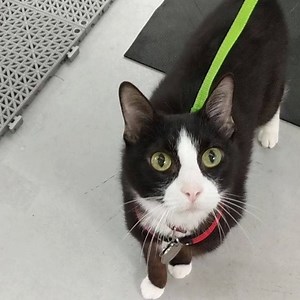 49 reactions | Adventures with Bart  #twohandsfourpaws #animalrehabilitation | Two Hands Four Paws | Facebook