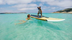 6.9K views · 157 reactions | THE RESCUE DOG WHO SWIMS WITH DOLPHINS...