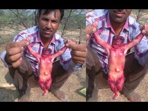 Paranormal Creatures Caught On Camera