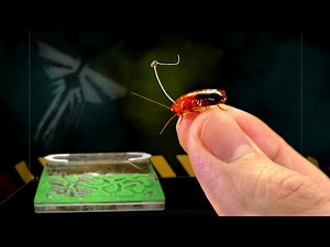 Cordyceps: Dropped an Infected Cockroach into the Ant Farm. Mushroom from The Last of Us! Part 3