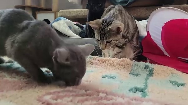 Pet Corner, brought to you by Panago Pizza! The fun never stops when you have a kitty litter, as seven kittens all under a year old up for adoption at the Nanaimo SPCA. | BC SPCA Nanaimo