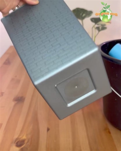 2.4K views · 19 reactions | Growing Monstera Thai Constellation in Clay Pebbles (PART 8) #monstera #monsterathaiconstellation #indoorgardening #houseplants #plantslover #plants #thegreenearth_official #gardening | The Green Earth | Facebook