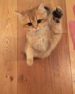 "I'm not just a pretty face, you know! I can do tricks too 😽💯✌️" | Meow Meow