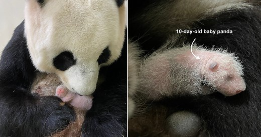 Jia Jia's panda cub born in S'pore will return to China after 2 years, partly due to 'housing shortage' at River Safari