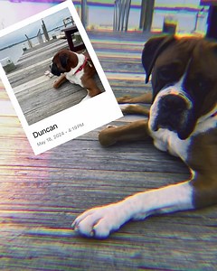 Good boy Duncan. This cute guy was freed from his breeding duties on an Amish mill. He is fostered in Lancaster, PA. He enjoys the company of other dogs. His ideal home would be one with a fenced in yard, and a female dog . Duncan loves walks and hikes with his foster boxer sister . He is fully vetted, and looking for an active home . | Adopt a Boxer Rescue