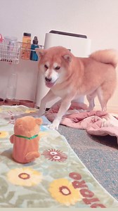 1.7K views · 65 reactions | So adorable | Shiba Inu Overload | Facebook