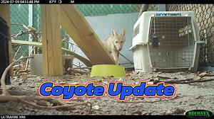 1.8K views · 92 reactions | Coyote Update  These two coyotes arrived...