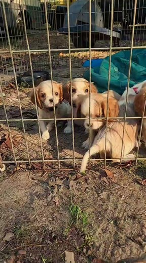 🐾 Meet Leroy – an adorable Cavalier King Charles Spaniel puppy from Charlotte, Michigan! Known for his gentle temperament and affectionate nature, Leroy is the perfect family companion. 💕 ✅ Friendly, loving, and playful personality ✅ Beautiful coat and classic Cavalier charm ✅ Healthy, well-cared-for, and socialized ✅ Ideal for families, singles, or anyone seeking a loyal companion 🏡🐶 Leroy is waiting to fill your life with love and warmth! ❤️ 📍 Location: Charlotte, Eaton County, Michigan ➡