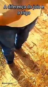 8.9K views · 254 reactions | A diferença entre o joio e o trigo  | icatolica.com | Facebook