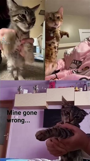 ‪@jcazzyy‬ #collab #sugaronmytounge #cats #biting #fypviralシ #duet #cat #dangerous #kitty #biteme