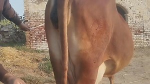 6.2K views · 259 reactions | #ماشاءاللــّٰـــــه  مزید معلومات کے لیے رابط کر سکتے ہیں شکریہ ۔ #محمد_ڈیری_فارم_سرگودھا #وڑائچ_ڈیری_فارم_سرگودھا 03428622303 / 03008963690 | مویشی منڈی Tv | Facebook