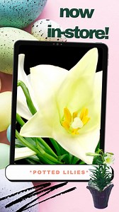 Potted Easter lilies are in-store! We have both small (6") and medium (8") potted lilies so come on down to pick yours out or order them online at watanabefloral.com . . . #watanabefloral #hawaiiflorist #oahuflorist #honoluluflorist #luckywelivehawaii #luckywelivehi #madeinhawaii #hawaiisbest #hawaiideals #shoplocalhawaii #shopsmallhawaii #hawaiishopping #easterflowers #easterlilies | Watanabe Floral, Inc. | Facebook