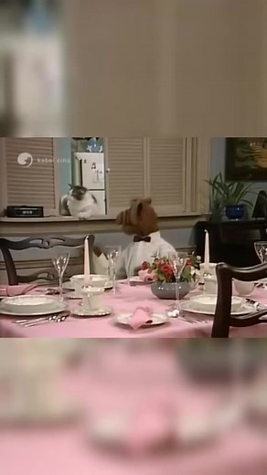 3.8K views · 164 reactions | #alf #randommemes #parati #viral #comediansoftiktok #momentosdivertidos #serieb | Series y Peliculas | Facebook