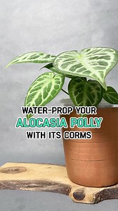 5.8K views · 106 reactions | Unlike other plants, Alocasia Polly just can be propagated by corms, its small bulbs grown in the soil  Sounds interesting⁉️ Check these tips and propagate a Alocasia with us now  #succulentsbox #succulents #cactus #houseplants #plants #planttips #plantsmakepeoplehappy #alocasiapolly #propagation #waterpropagation | Succulents Box | Facebook