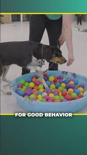 Teaching Your Dog Socialization With Touch/Texture: Step By Step (1/4) #dogsocialization