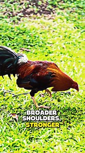 22K views · 686 reactions | Q: Why do some birds look more muscular even without training? A: Because their structure is built that way. Broader shoulders, stronger thighs, thicker breast muscles—it’s a natural blueprint passed down like a family physique. | Gamefowl Enthusiast | Facebook