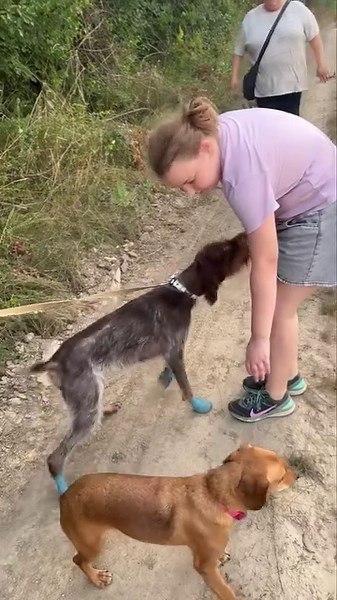 Quick Forest update and Margo rollover 😀 Forest is slowly but surely improving. He is still yellow, but maybe slightly less now. He still has little grass seeds and stones coming out of his wounds, that’s why he has lovely vet wrap socks on for every walk. He is having another full blood work done next week and check up with his specialist. He is super friendly with everyone, especially loves kids as you can see on the video. He totally ignores cats and loves playing with other dogs. Very much 