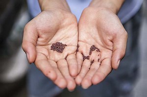How Long Do Seeds Last? (And How to Store Them)