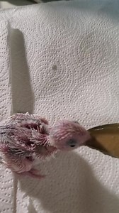Parrotlet babies - spoon handfeeding at Columbine Aviary | Columbine Aviary