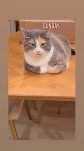 My praying kitty 🙏🏻 #dilutedcalico #catladylife #lovemykitty #dinnertime🍴 #saygrace | Tana Goertz