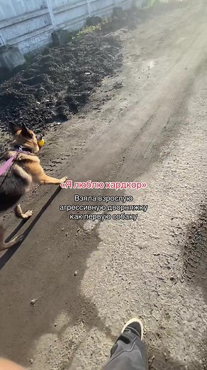 Взяла взрослую агрессивную дворняжку как первую собаку — опыт и советы