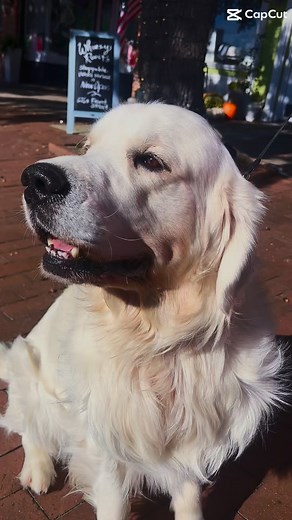 13 reactions |  Happy Veterans Day! Today we honor all who have served our country with courage and dedication. Grateful for the freedom they’ve protected and the sacrifices they’ve made. Georgetown, SC showed its pride with such a wonderful parade. What a community! ❤️ #VeteransDay #GeorgetownSC #GratefulNation | Michael Walsh | Facebook