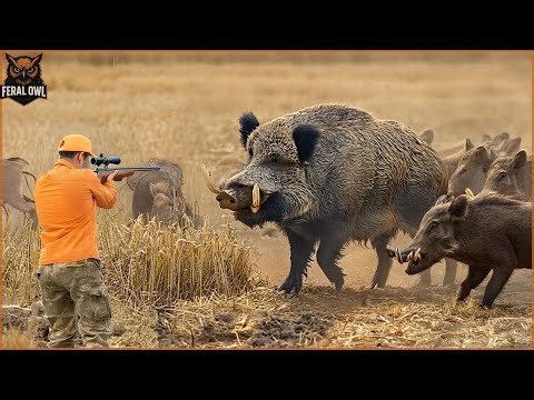 FULL VIDEO: How Texas Farmers Deal With Millions Of Giant Wild Boar Invading Corn Fields