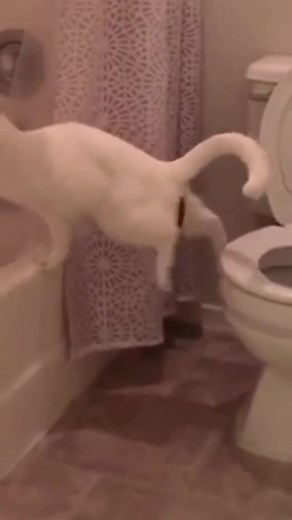 Funny cat master (@funny.cat.master)’s videos with original sound - Funny cat master