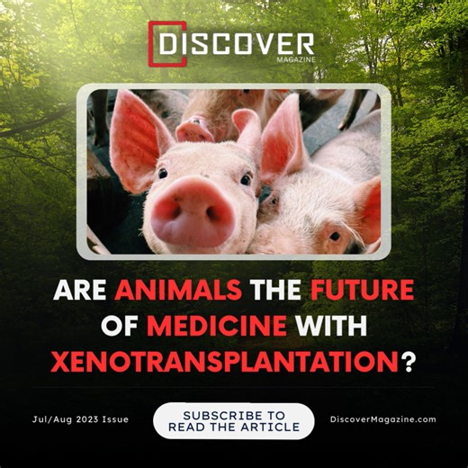 Subscribe to Discover Magazine & read all about Xenotransplantation! 👇Only Subscribers can read the article https://bit.ly/ACL37D1 | Discover Magazine