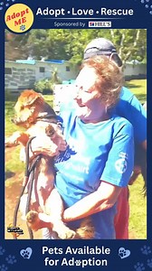 🌼 Say hello to Coco & Fluffy! 🌼 These two adorable 6‑year‑old Yorkies are searching for their forever family. They were sadly surrendered due to personal reasons, and their previous owner still calls every week to check in on them 💛 Despite their tough journey, Coco & Fluffy are bursting with love, fun, and happiness! ☀️ Professional sunbathers by day 🛋️ Cuddly lapdogs by night 🎾 Playtime enthusiasts 🚶‍♂️ Always ready for a walk And a HUGE thank you to @hillspetfoodsa for our AWESOME 360° 